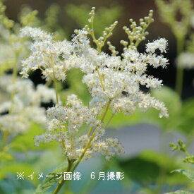 楽天市場 京 鹿の子 白の通販