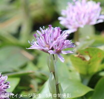 楽天市場】ショウジョウバカマの通販