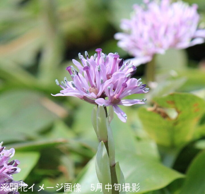 楽天市場 ポット ショウジョウバカマ 9cmポット苗ポットセット 山野草 常緑性多年草 猩々袴 今季開花終了 紫桜館 山の花屋 楽天市場店