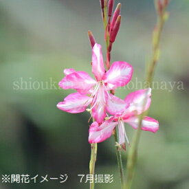 楽天市場 ガウラ 花の通販