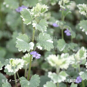 JLhIV@9cm|bgc@ʊ/_ʂ/OR}/x n㕔Ȃ