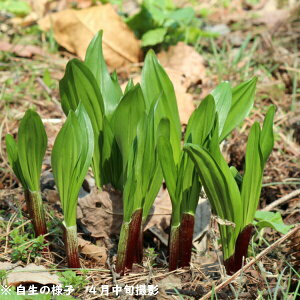 (100|bg)MEWjjN@9cm|bgc100|bgZbg@Rؕc/ϊN/ACklM/x n㕔