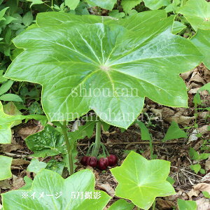 pnbJN@10.5cm|bgc@ʊ/؂₩ȊCOi/Zp@/炫p@/x n㕔