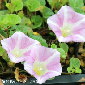 楽天市場 昼顔 花の通販