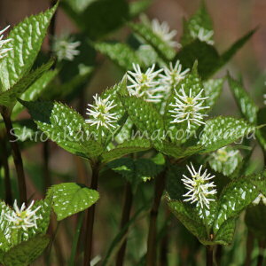 qgVYJ@9cm|bgc @ʊ/R쑐/ϊN/l/x n㕔