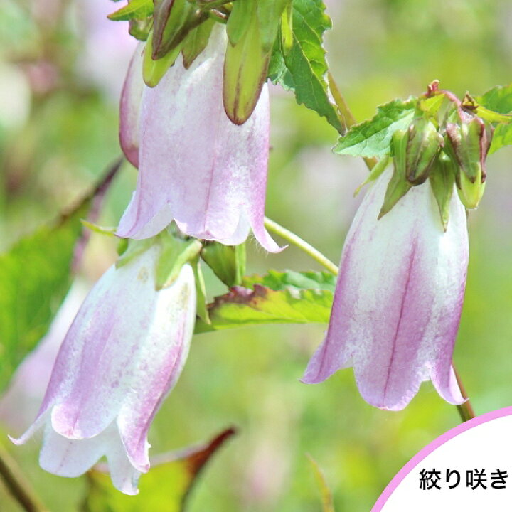 楽天市場 5ポット 絞り咲きホタルブクロ 9cmポット苗5ポットセット 山野草 耐寒性多年草 蛍袋 カンパニュラ 今季開花終了 来夏開花見込み苗 紫桜館 山の花屋 楽天市場店 楽天市場 5ポット 絞り咲きホタルブクロ 9cmポット苗5ポットセット 山野草 耐寒性多年草 蛍袋 カンパニュラ 今季開花終了 来夏開花見込み苗 紫桜館 山の花屋 楽天市場店