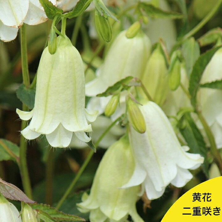 楽天市場 5ポット 黄花二重咲きホタルブクロ 9cmポット苗5ポットセット ダブル咲き 耐寒性多年草 蛍袋 カンパニュラ 矮性種 今季開花終了 来夏開花見込み苗 紫桜館 山の花屋 楽天市場店