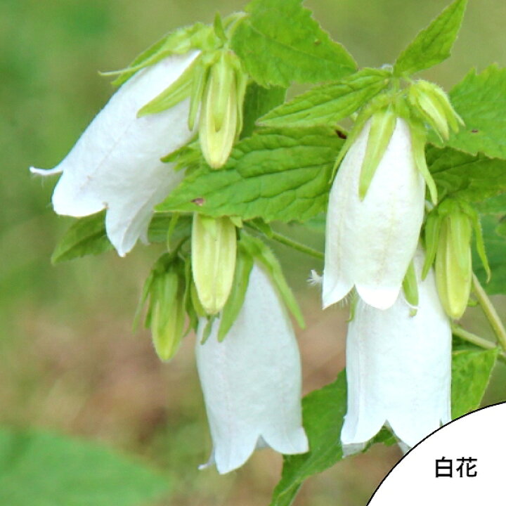 楽天市場 ポット 白花ホタルブクロ 9cmポット苗ポットセット 山野草 耐寒性多年草 蛍袋 カンパニュラ 9月末に植えつけた苗です 紫桜館 山の花屋 楽天市場店