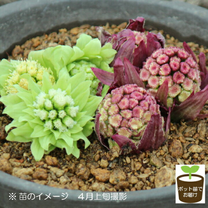 楽天市場 山菜苗セット ふきのとう 2種各2ポットセット フキノトウ 赤花フキノトウ 23年収穫見込み株 11月25日お届け開始 紫桜館 山の花屋 楽天市場店