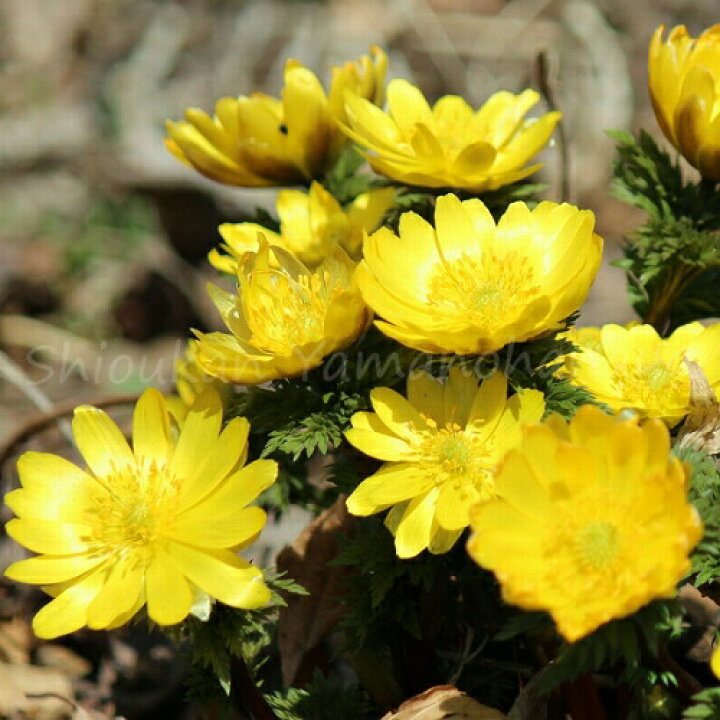 楽天市場 1ポット フクジュソウ 9cmポット苗 １芽植え 山野草 耐寒性多年草 福寿草 正月花 23年開花見込み株 休眠株を植え付けてお届け 紫桜館 山の花屋 楽天市場店