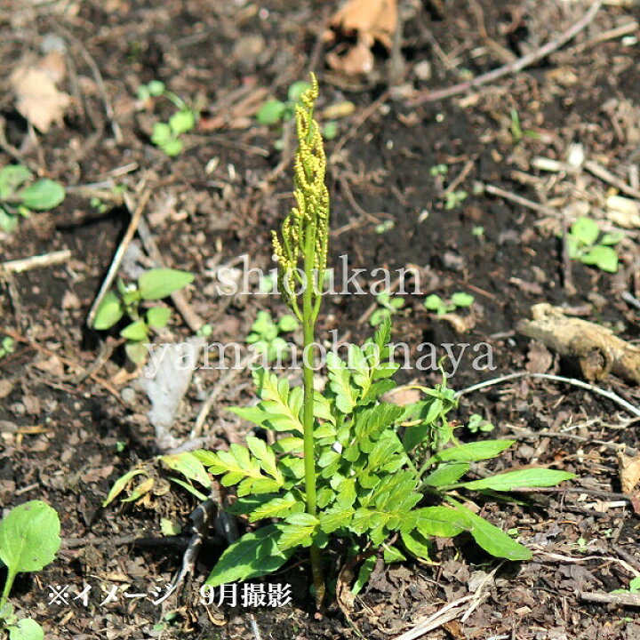 楽天市場】フユノハナワラビ 9〜10.5cmポット苗 山野草/シダ植物/再 