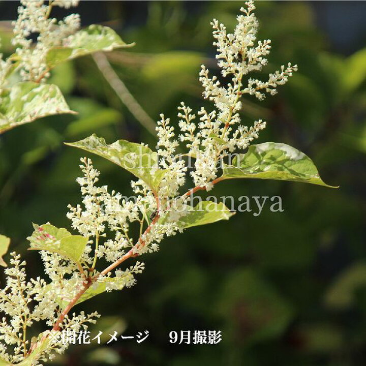 楽天市場 1ポット 斑入り葉イタドリ 12 15cmポット大株苗 山菜苗 耐寒性多年草 痛取 イタンポ 10 1休眠のため葉を切り落としてお届け 紫桜館 山の花屋 楽天市場店