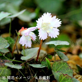 イワウチワ　7.5～9cmポット苗　数量割引あり/山野草/耐寒性多年草/岩団扇/※今季開花終了 5/18葉が展開中