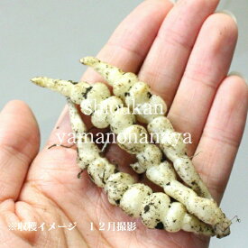 楽天市場 チョロギ 種の通販