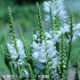 (5ポット)白花カクトラノオ　9cmポット苗5ポットセット　ハナトラノオ/※8/7つぼみ〜開花中