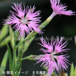 �J�����i�f�V�R�@9cm�|�b�g�c�@���ʊ�������/�R�쑐/�ϊ������N��/�͌����q/���x�� �n�㕔����