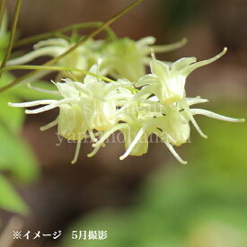 黄花イカリソウ　9cmポット苗　数量割引あり/山野草/耐寒性多年草/黄花碇草/※休眠 地上部無し