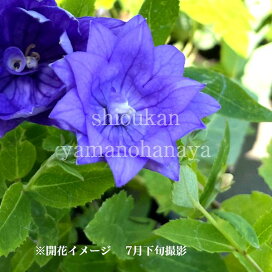 楽天市場 1ポット ツルウメモドキ 10 5cmポット雌木苗 落葉樹 苗木 つるもどき 9 16落葉しました 紫桜館 山の花屋 楽天市場店