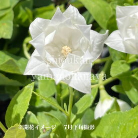 (1ポット)三重咲き白花キキョウ　9～10.5cmポット苗　山野草/耐寒性多年草/桔梗/新商品/※4/20芽吹き始め