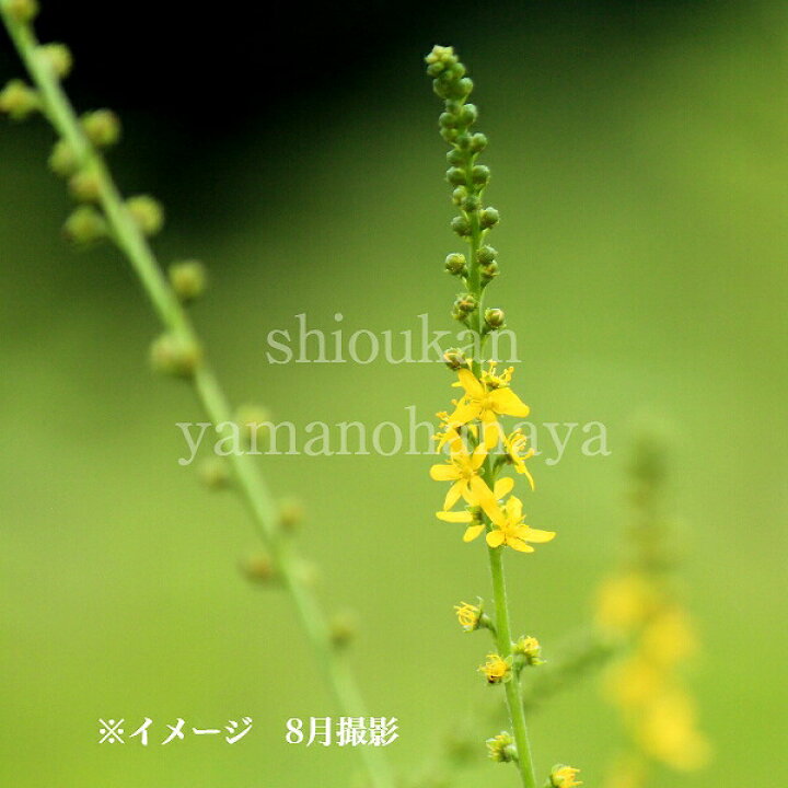 楽天市場 1ポット キンミズヒキ 9cmポット苗 山野草 耐寒性多年草 金水引き 今季開花終了 来年のために葉を切り詰めてお届け 紫桜館 山の花屋 楽天市場店 楽天市場 1ポット キンミズヒキ 9cmポット苗 山野草 耐寒性多年草 金水引き 今季開花終了 来年のために葉を切り詰めてお届け 紫桜館 山の花屋 楽天市場店
