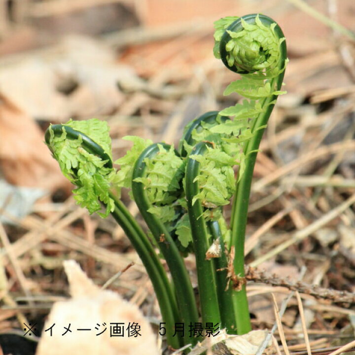 楽天市場 1ポット コゴミ 10 5cmポット苗 山菜苗 耐寒性多年草 クサソテツ シダ植物 紫桜館 山の花屋 楽天市場店