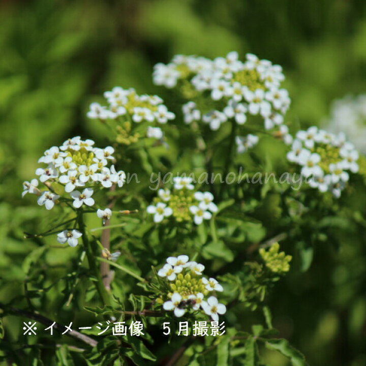 楽天市場 1ポット クレソン 10 5cmポット苗 湿地性植物 オランダガラシ 紫桜館 山の花屋 楽天市場店