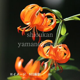 クルマユリ　9〜10.5cmポット苗　数量割引あり/山野草/耐寒性多年草/車百合/※休眠 地上部無し