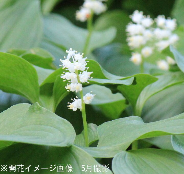 楽天市場 1ポット マイヅルソウ 9cmポット苗 山野草 耐寒性多年草 舞鶴草 紫桜館 山の花屋 楽天市場店