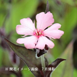 楽天市場 1ポット ツルウメモドキ 10 5cmポット雌木苗 落葉樹 苗木 つるもどき 9 16落葉しました 紫桜館 山の花屋 楽天市場店