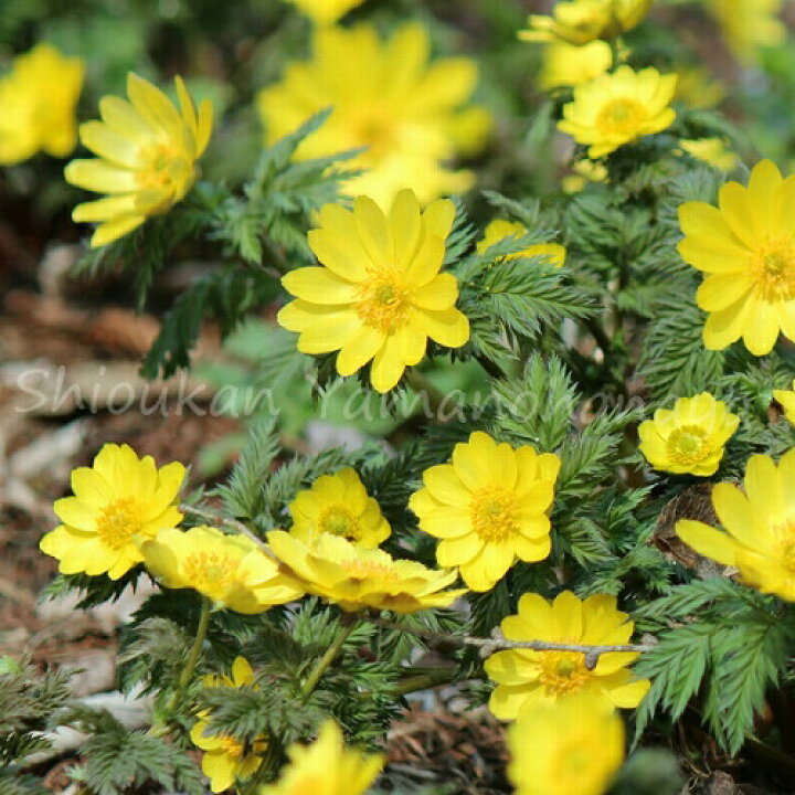 楽天市場 1ポット ミチノクフクジュソウ 10 5cmポット2芽植え苗 希少種 春咲き山野草 耐寒性多年草 4 5蕾 開花中 紫桜館 山の花屋 楽天市場店