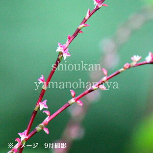 (100|bg)~YqL@9cm|bgc100|bgZbg@R쑐/ϊN//8/29ڂ݁`JԒ