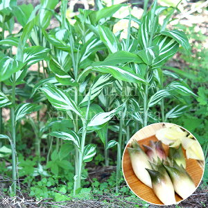 ~EK _VONC@9cm|bgc@ʊ/Rؕc/ϊN/䪉/Vi/x n㕔