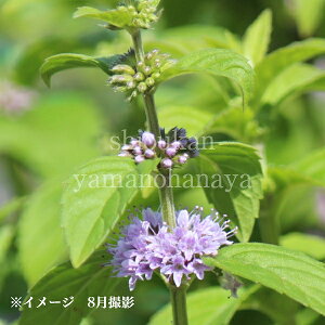 {nbJ@9cm|bgc@ʊ/R쑐/ϊN/{/~g/x n㕔Ȃ