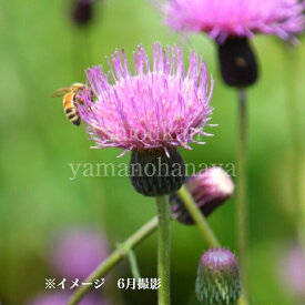 ノアザミ　9〜10.5cmポット苗　数量割引あり/山菜苗/耐寒性多年草/野薊/※休眠 地上部なし