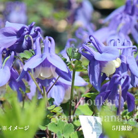 青花ミヤマオダマキ　7.5〜9cmポット苗　数量割引あり/山野草/耐寒性多年草/深山苧環/再入荷/※休眠 地上部なし