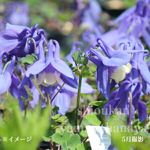 ԃ~}I_}L@7.5`9cm|bgc@ʊ/R쑐/ϊN/[R/ē/x n㕔Ȃ