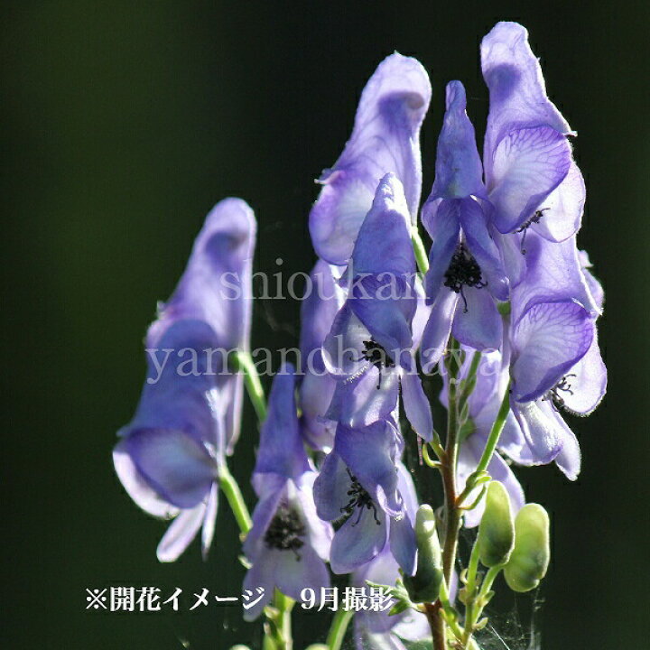 楽天市場 1ポット オクトリカブト 9cmポット苗 秋咲き山野草 鳥兜 アコニタム 新商品 3 29芽吹き始め 紫桜館 山の花屋 楽天市場店