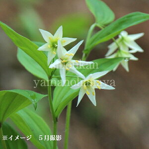 II`S@9`10.5cm|bgc@ʊ/R쑐/ϊN/tS/x n㕔