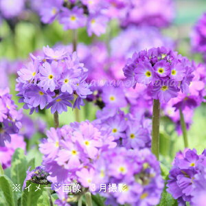 (20|bg)v feL[^ ԁ@9cm|bgc20|bgZbg@ʍ炫/x n㕔Ȃ