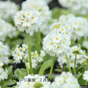 (20|bg)v feL[^ ԁ@9cm|bgc20|bgZbg@ʍ炫/x n㕔Ȃ