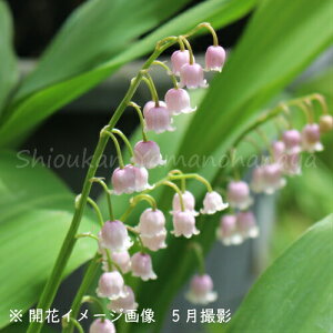 sNhCcXY@9`10.5cm|bgc@ʊ/؂₩ȊCOi/t炫h/ԗ闖/x n㕔