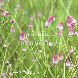 ピンクタンナワレモコウ　10.5cmポット苗　数量割引あり/山野草/宿根草/吾亦紅/サンギソルバ/※休眠 地上部無し