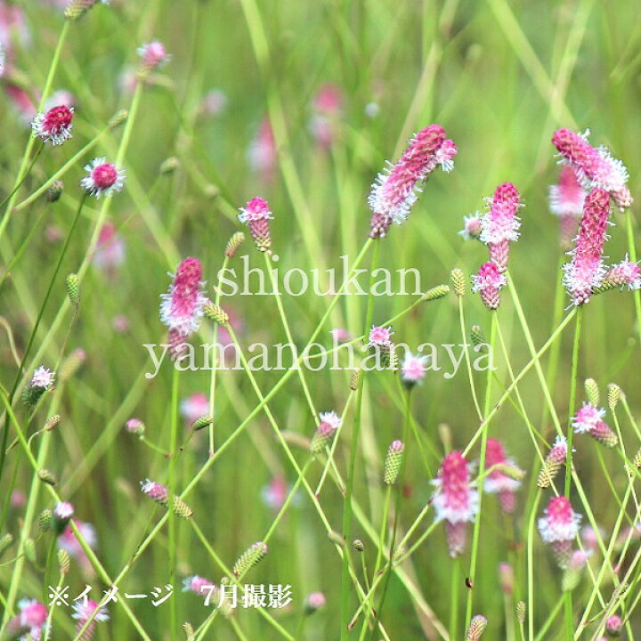 楽天市場 1ポット ピンクタンナワレモコウ 10 5cmポット苗 山野草 宿根草 耐寒性多年草 吾亦紅 サンギソルバ 7 9葉が茂っています 紫桜館 山の花屋 楽天市場店