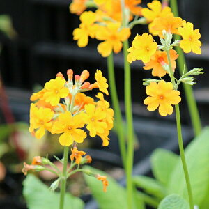 v ui@9cm|bgc@ʊ/؂₩ȊCOi/ϊh/ē/IWN\E/x n㕔Ȃ