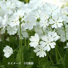 白花日本サクラソウ　9cmポット苗　 数量割引あり/山野草/耐寒性多年草/桜草/プリムラ/※休眠 地上部無し