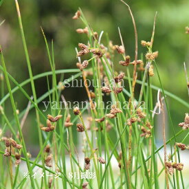 サンカクイ 10.5cmポット苗 数量割引あり/ビオトープ/※休眠 地上部無し