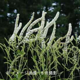 サラシナショウマ　10.5cmポット苗　数量割引あり/山野草/耐寒性多年草/晒菜升麻/※休眠 地上部無し