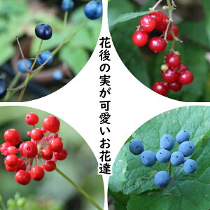 R쑐ZbgF Ԍ̎ԒB 4e1|bgZbg ycoIgE}Cd\EEg`ojWETJEz