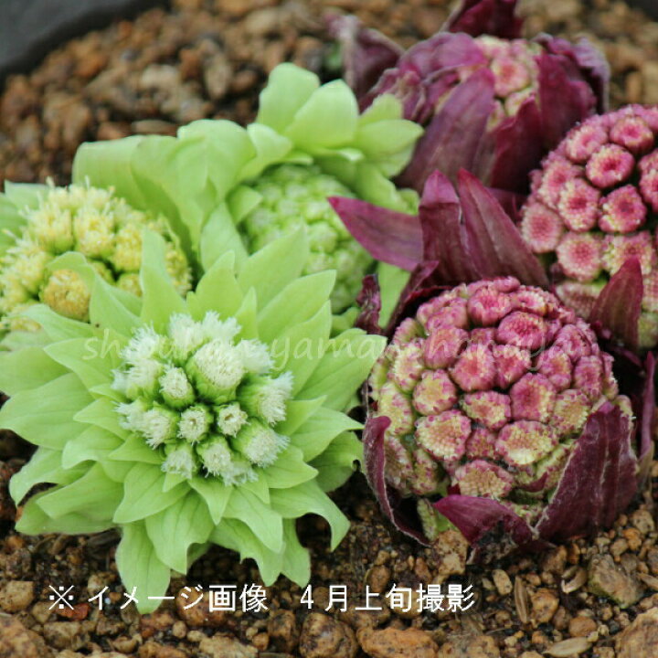 楽天市場 山菜苗セット ふきのとう 2種各2ポットセット フキノトウ 赤花フキノトウ 23年収穫見込み株 11月25日お届け開始 紫桜館 山の花屋 楽天市場店