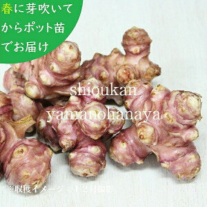 \t(4|bg)茧YTLLNC@10.5cm|bgAc4|bgZbg@ԋe/͔|Ԓ_sgp/515͂Jn